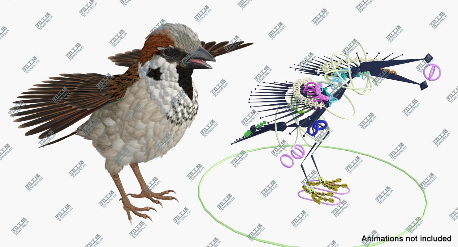 images/goods_img/2021040164/3D House Sparrow Rigged/3.jpg